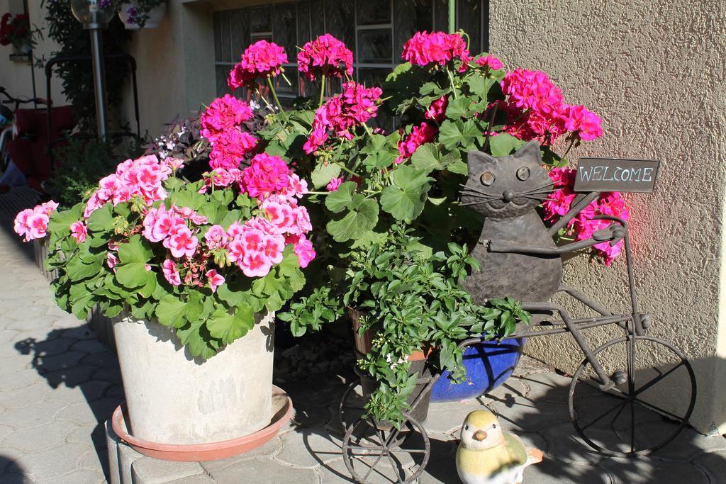 Appartement - Ferienwohnungen - Gaestehaus Gabriele 드로볼라흐암파케르시 외부 사진